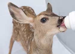 baby fawn 